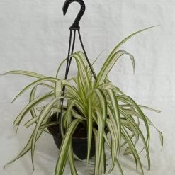 CGASPL Hanging Plants Chlorophyttum Hanging Plant