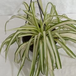 CGASPL Hanging Plants Chlorophyttum Hanging Plant