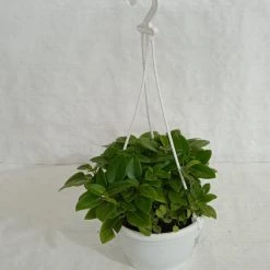 CGASPL Pepromia Orba Green Hanging Plant Hanging Plants