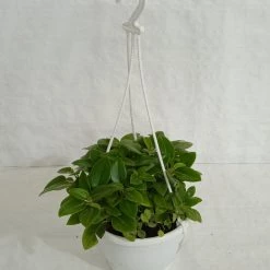 CGASPL Pepromia Orba Green Hanging Plant Hanging Plants