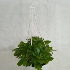 CGASPL Pepromia Orba Green Hanging Plant Hanging Plants