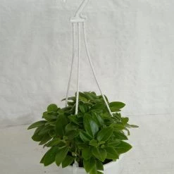 CGASPL Pepromia Orba Green Hanging Plant Hanging Plants