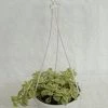 CGASPL Hanging Plants Baby Stear Hanging Plant
