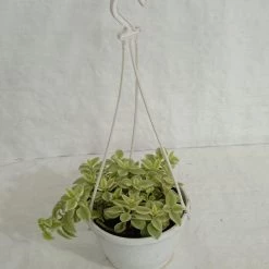 CGASPL Hanging Plants Baby Stear Hanging Plant
