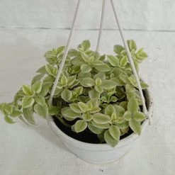 CGASPL Hanging Plants Baby Stear Hanging Plant