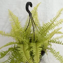 CGASPL Fern Golden Hanging Plant Hanging Plants
