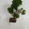 CGASPL Ficus Bonsai Plant