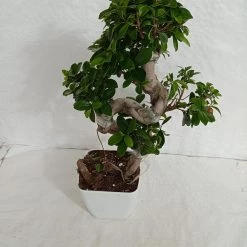 CGASPL Ficus Bonsai Plant