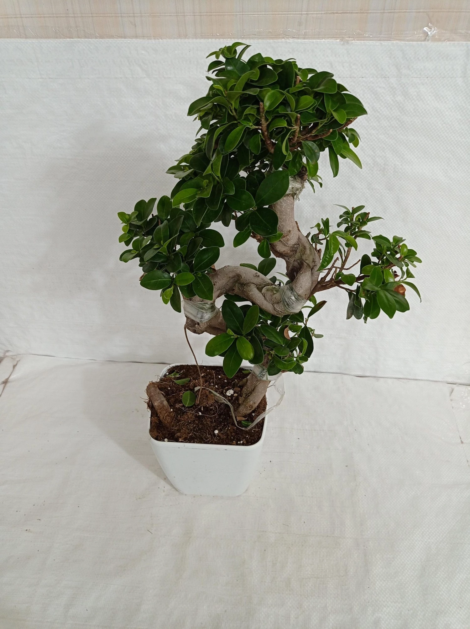 CGASPL Ficus Bonsai Plant 3 CGASPL Ficus Bonsai Plant