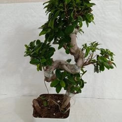 CGASPL Ficus Bonsai Plant