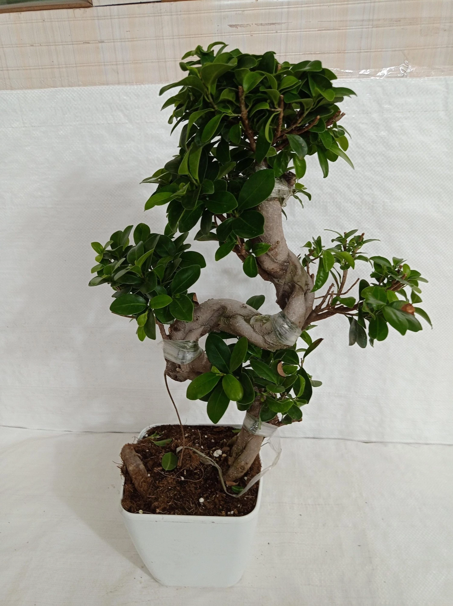 CGASPL Ficus Bonsai Plant 4 CGASPL Ficus Bonsai Plant