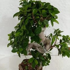 CGASPL Ficus Bonsai Plant 9 CGASPL Ficus Bonsai Plant