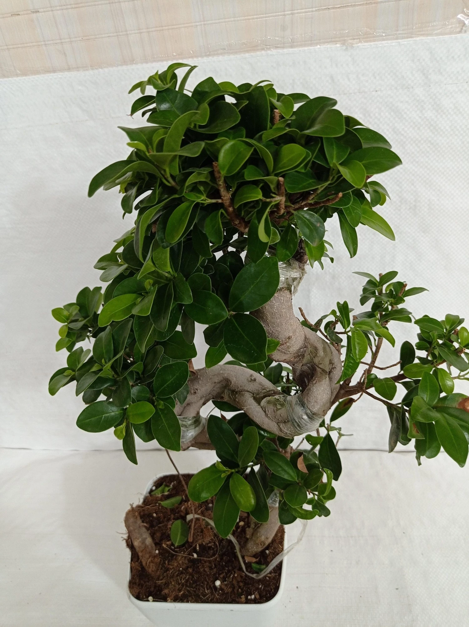 CGASPL Ficus Bonsai Plant 5 CGASPL Ficus Bonsai Plant