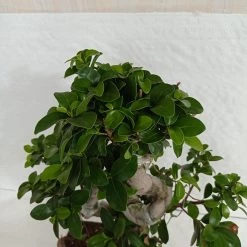 CGASPL Ficus Bonsai Plant 10 CGASPL Ficus Bonsai Plant