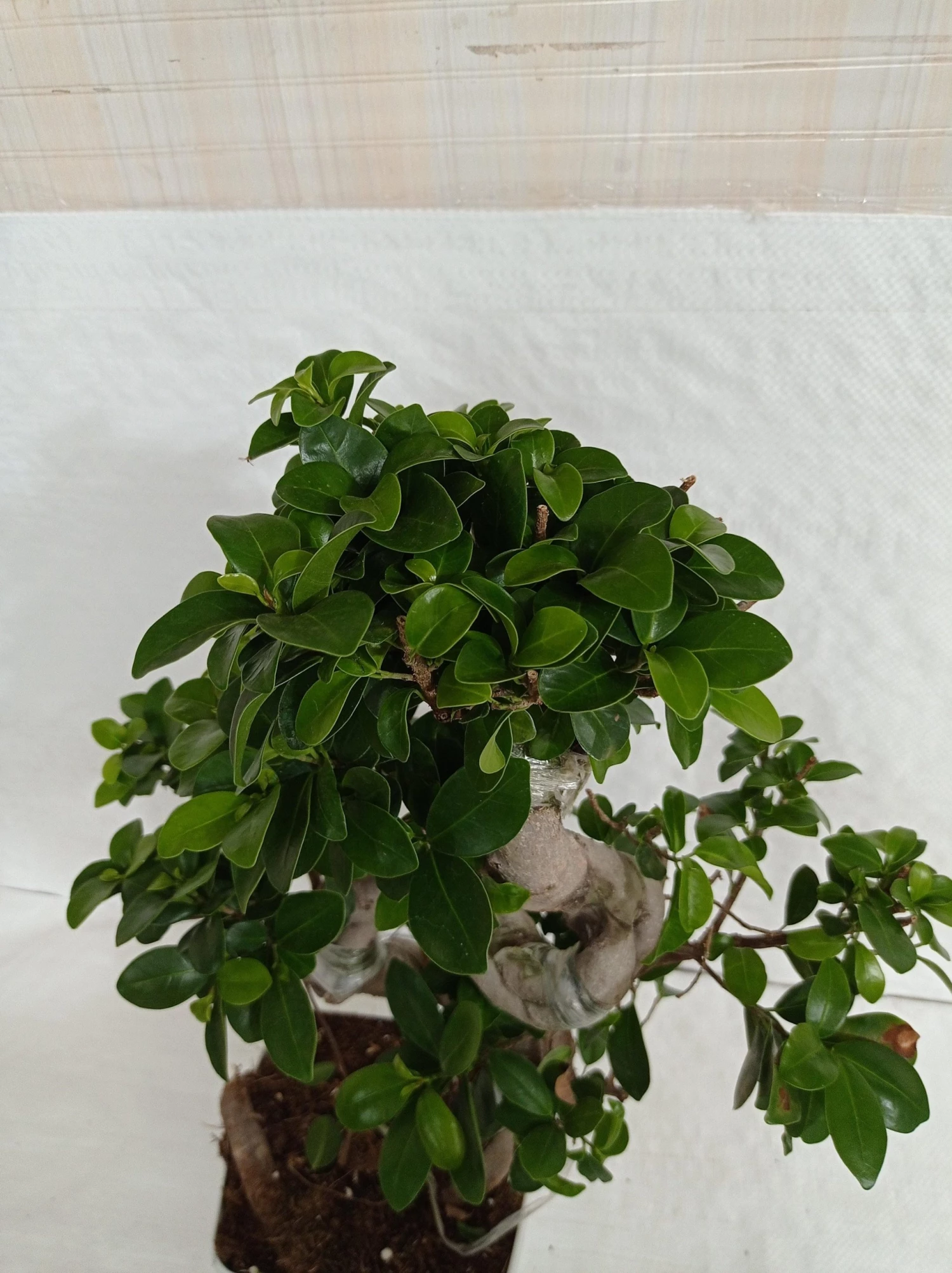 CGASPL Ficus Bonsai Plant 6 CGASPL Ficus Bonsai Plant