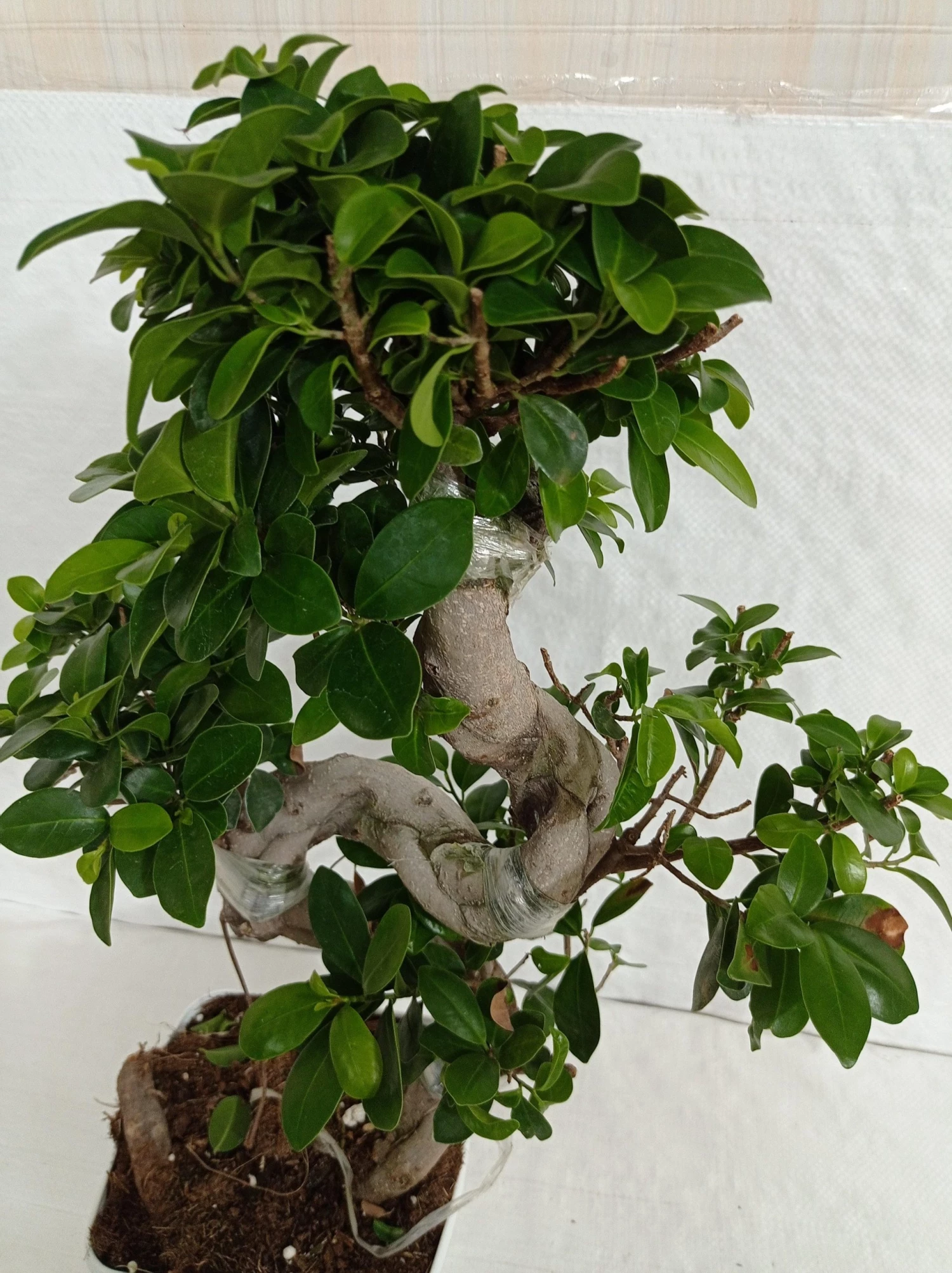 CGASPL Ficus Bonsai Plant 7 CGASPL Ficus Bonsai Plant