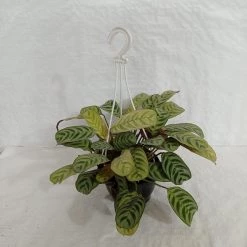 CGASPL Maranta Hanging Plant