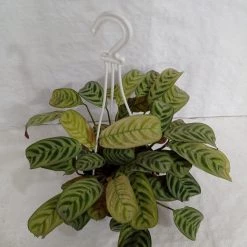CGASPL Maranta Hanging Plant