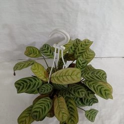 CGASPL Maranta Hanging Plant