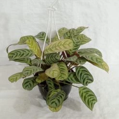CGASPL Maranta Hanging Plant