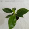 CGASPL Philodendron Birkin Plant 2 CGASPL Philodendron Birkin Plant