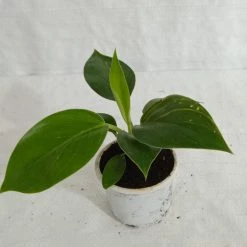 CGASPL Philodendron Birkin Plant