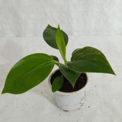 CGASPL Philodendron Birkin Plant