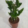 CGASPL Lotus Bamboo Indoor Bonsai Plants (10-20 Cm) Lucky Bamboos