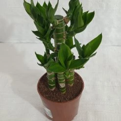CGASPL Lotus Bamboo Indoor Bonsai Plants (10-20 Cm) Lucky Bamboos