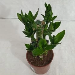 CGASPL Lotus Bamboo Indoor Bonsai Plants (10-20 Cm) Lucky Bamboos