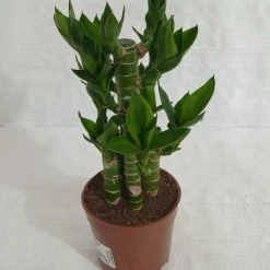 CGASPL Lotus Bamboo Indoor Bonsai Plants (10-20 Cm) Lucky Bamboos 9 CGASPL Lotus Bamboo Indoor Bonsai Plants (10-20 Cm) Lucky Bamboos