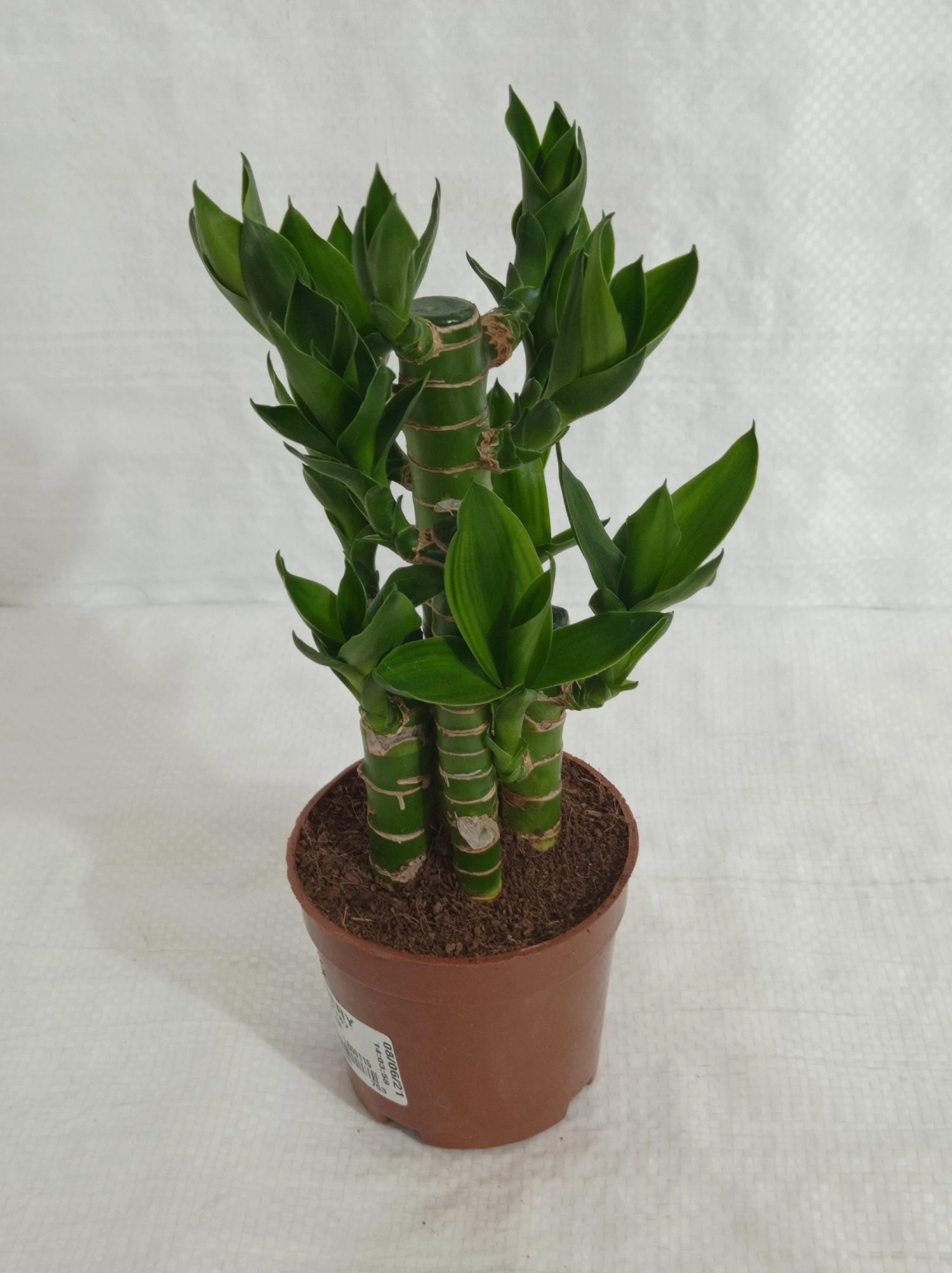 CGASPL Lotus Bamboo Indoor Bonsai Plants (10-20 Cm) Lucky Bamboos 5 CGASPL Lotus Bamboo Indoor Bonsai Plants (10-20 Cm) Lucky Bamboos