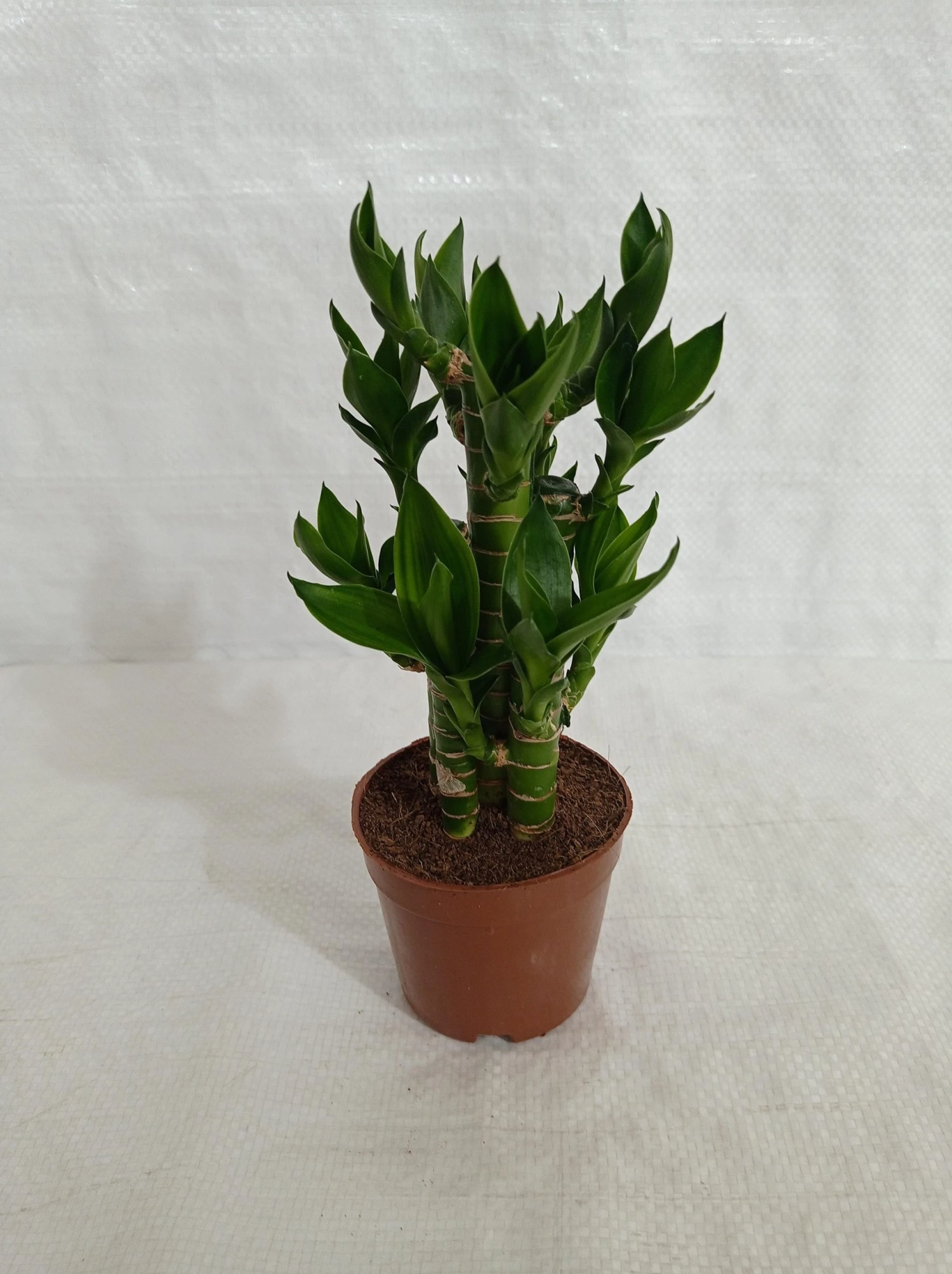 CGASPL Lotus Bamboo Indoor Bonsai Plants (10-20 Cm) Lucky Bamboos 6 CGASPL Lotus Bamboo Indoor Bonsai Plants (10-20 Cm) Lucky Bamboos