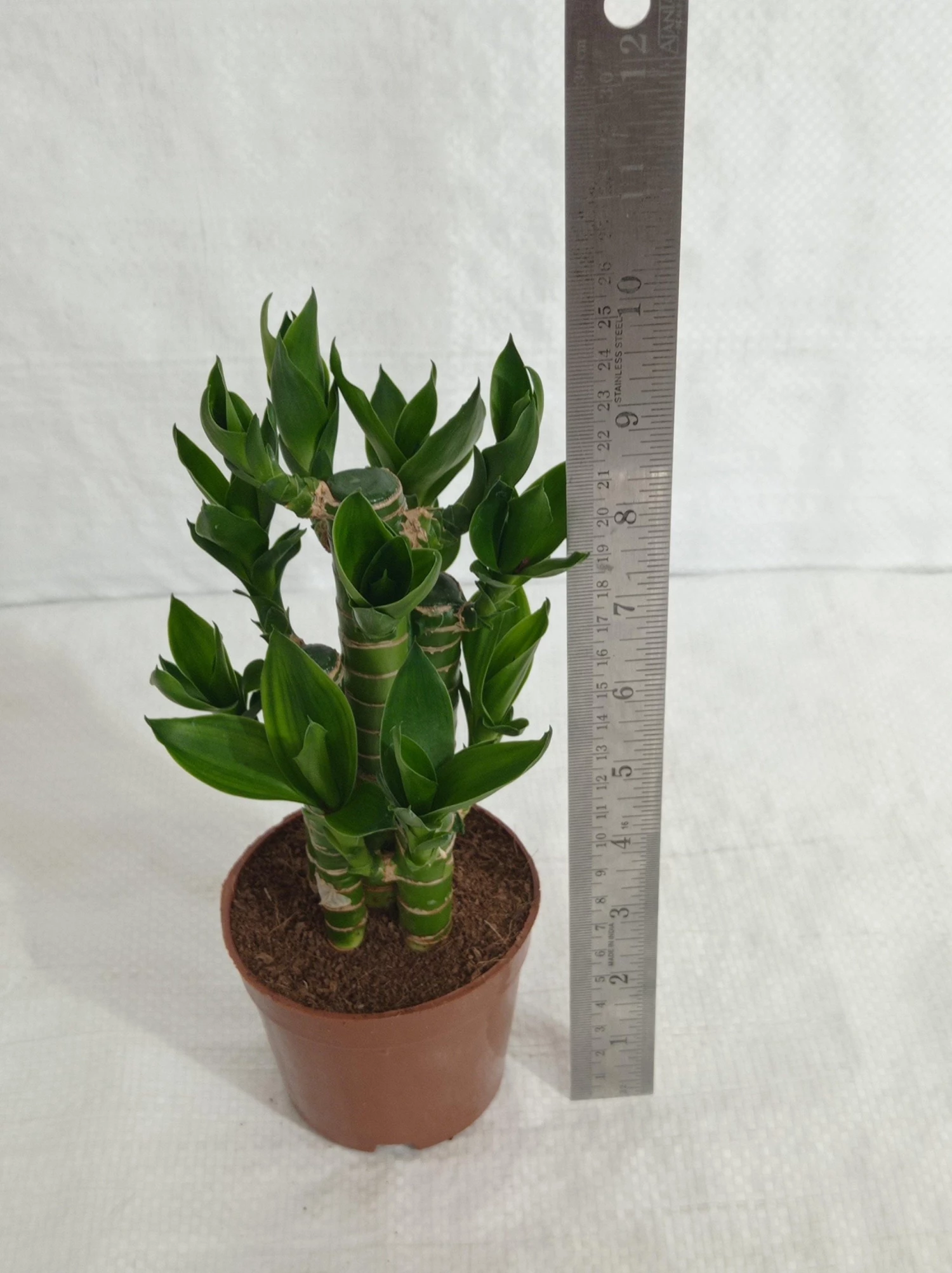 CGASPL Lotus Bamboo Indoor Bonsai Plants (10-20 Cm) Lucky Bamboos 7 CGASPL Lotus Bamboo Indoor Bonsai Plants (10-20 Cm) Lucky Bamboos