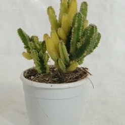 CGASPL Elongated Cactus Non-Grafted Cactus