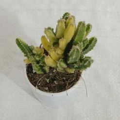 CGASPL Elongated Cactus Non-Grafted Cactus