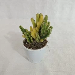 CGASPL Elongated Cactus Non-Grafted Cactus