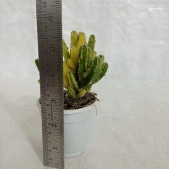 CGASPL Elongated Cactus Non-Grafted Cactus