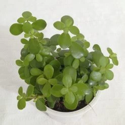 CGASPL Jade Small Green Plant Plants