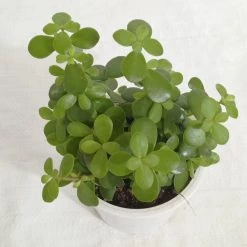 CGASPL Jade Small Green Plant Plants