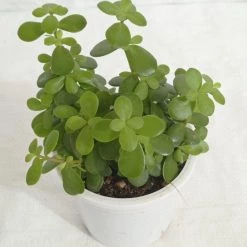 CGASPL Jade Small Green Plant Plants