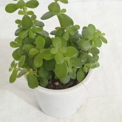 CGASPL Jade Small Green Plant Plants
