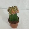CGASPL Mix Colour Moon Cactus (Big) 2 CGASPL Mix Colour Moon Cactus (Big)
