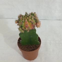 CGASPL Mix Colour Moon Cactus (Big)