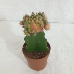 CGASPL Mix Colour Moon Cactus (Big)