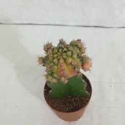 CGASPL Mix Colour Moon Cactus (Big)
