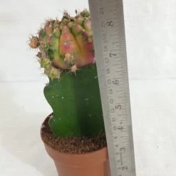 CGASPL Mix Colour Moon Cactus (Big)