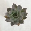 CGASPL Echeveria Succulent Plant