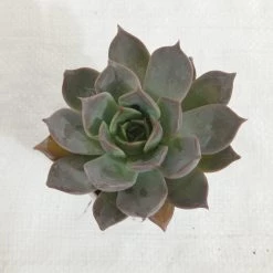 CGASPL Echeveria Succulent Plant