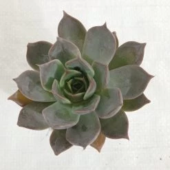 CGASPL Echeveria Succulent Plant